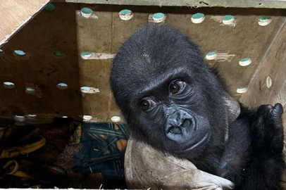 İstanbul Havalimanı'nda "goril yavrusu" yakalandı