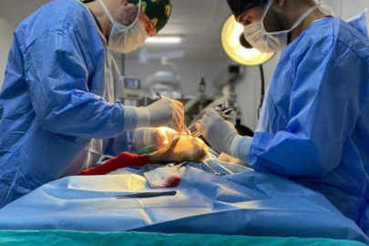 Osmangazi’de ayda ortalama 200 kedi kısırlaştırılıyor