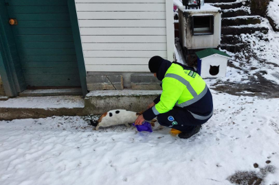 Kar bastırdı, Büyükşehir can dostları unutmadı