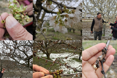 Bursa’da zirai don zararına karşı ekipler sahada