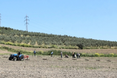 Nilüfer'den Konaklı’ya 800 zeytin fidanı