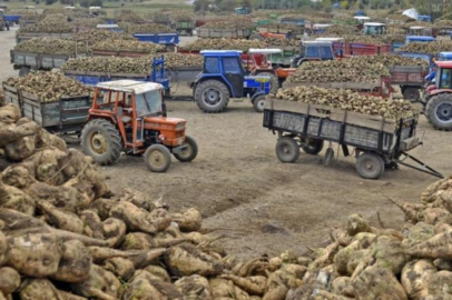 Ankara Şeker Fabrikası 14 bin ton pancar kuyruğu satacak
