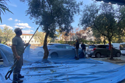 Orhangazi Belediyesinden Zeytine Yılın İlk Dokunuşu: Yeni Dönem Başladı