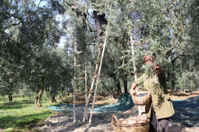 Marmarabirlik zeytin alım fiyatlarını açıkladı... Taban 55 TL, tavan 160 TL!