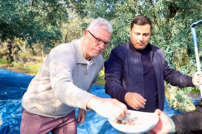 Mudanya'da Zeytin Hasadı Başladı