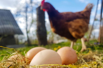 Tavuk eti üretimi 233 bin tonu aştı