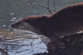 Yedigöller’de nesli tehlike altında olan su samuru görüntülendi