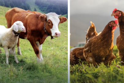 Hayvansal üretimde yükseliş... Sığırdan bala kadar artış var