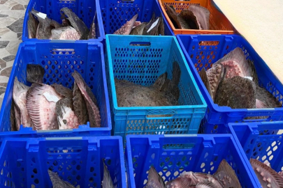 Yasadışı kalkan avcılığına müdahale! 169 balık Darülaceze'ye teslim edildi