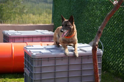 Arama kurtarma köpekleri afetlerin umut ışığı