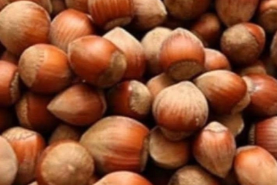 Fındık üreticisi zor durumda!