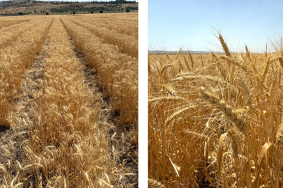 Bisküvilik buğday üretimi başladı
