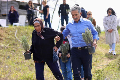 Gemlik Belediyesi Lavanta Bahçesi Kuruyor