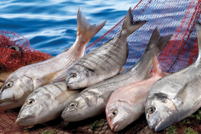 Su ürünleri ilk çeyrekte ihracatını yüzde 24 artırdı... Levrek liderliğini sürdürdü