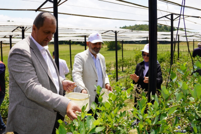İznik’te Maviyemiş Hasadı Başladı